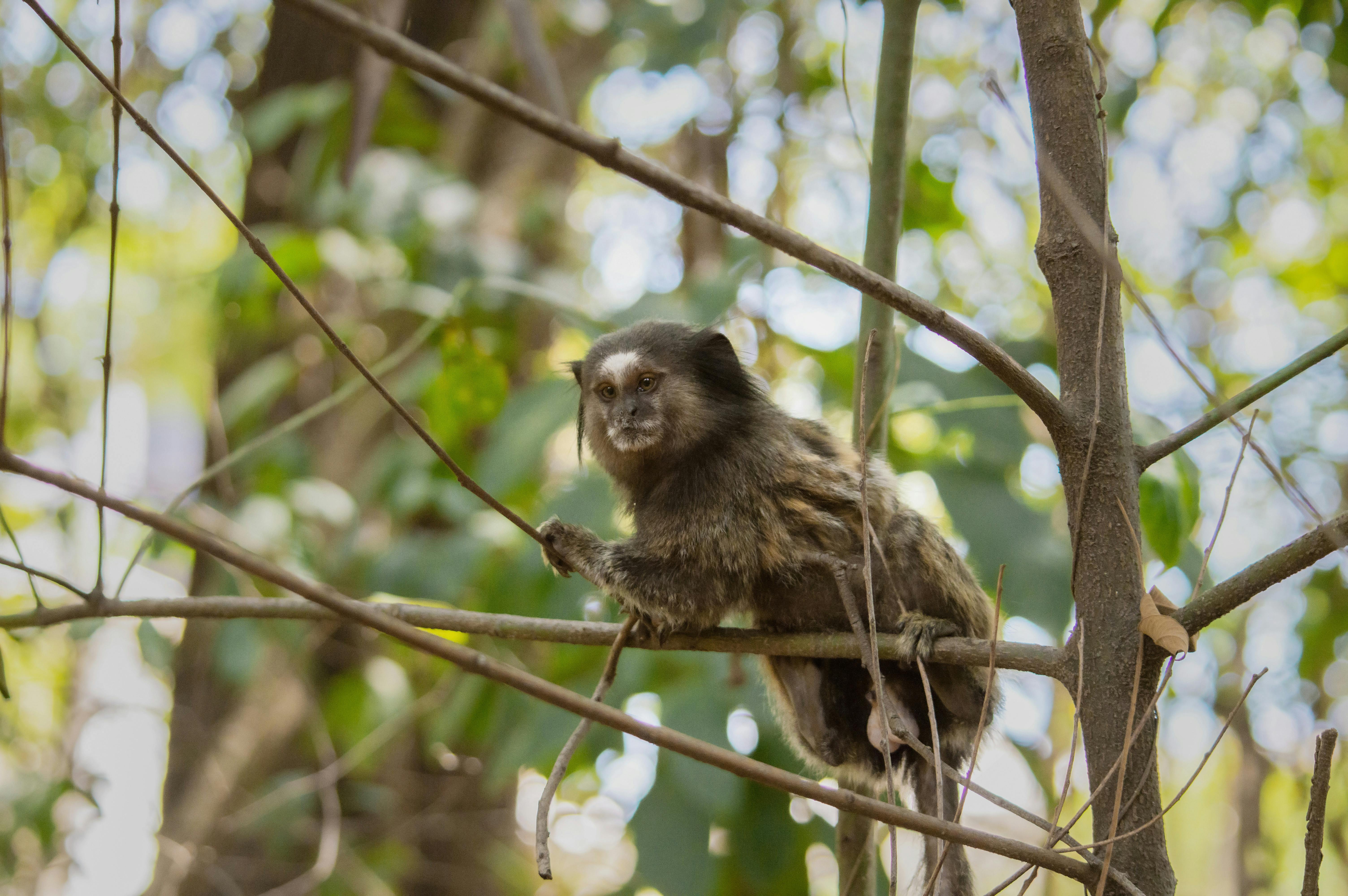 Close-up of a marmoset monkey sitting on a tree branch in a lush forest setting, surrounded by green leaves.