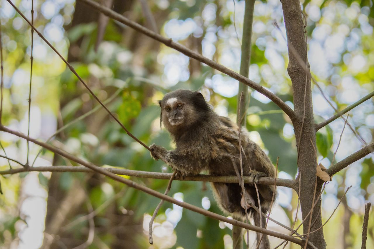 close up of a marmoset monkey sitting on a tree branch in a lush fores