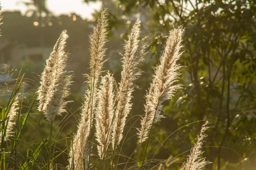 Free Sunlit reed grass swaying gently in a warm, golden hour outdoors setting. Stock Photo