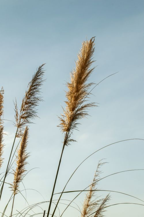 Free Serene image of tall grasses swaying against a clear blue sky, perfect for nature themes. Stock Photo