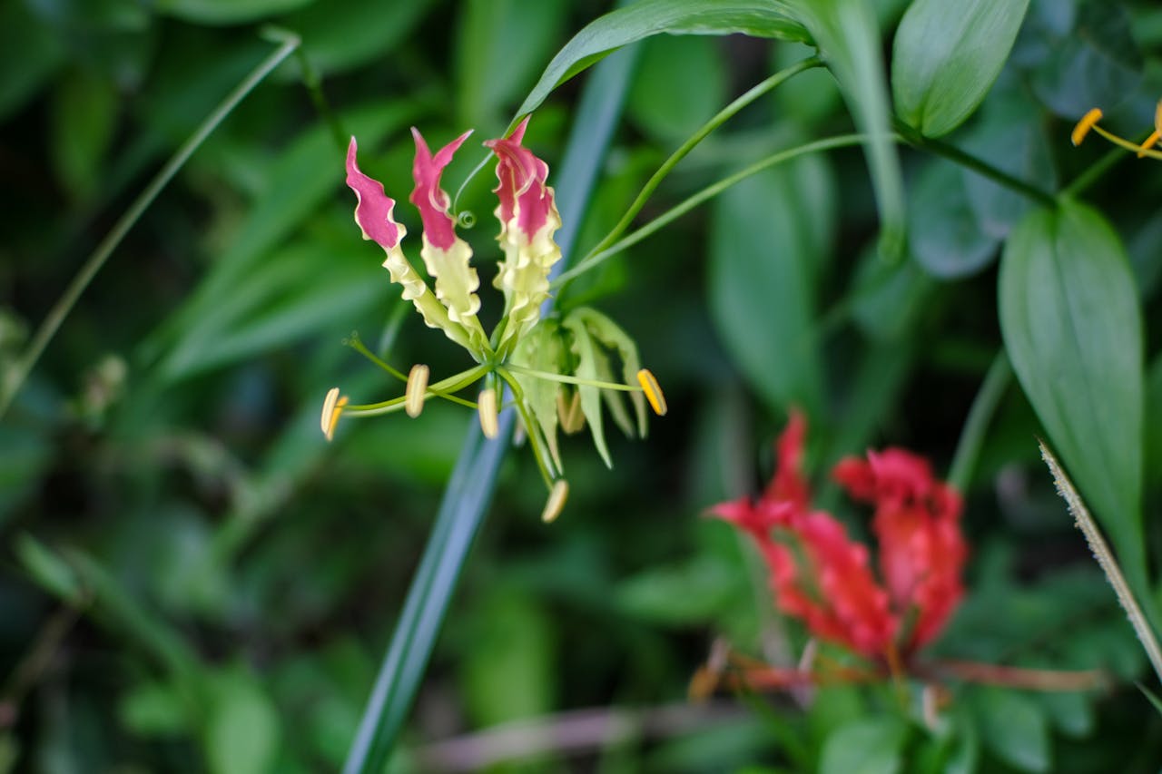 Đồ nhiên thảo | Chương 03