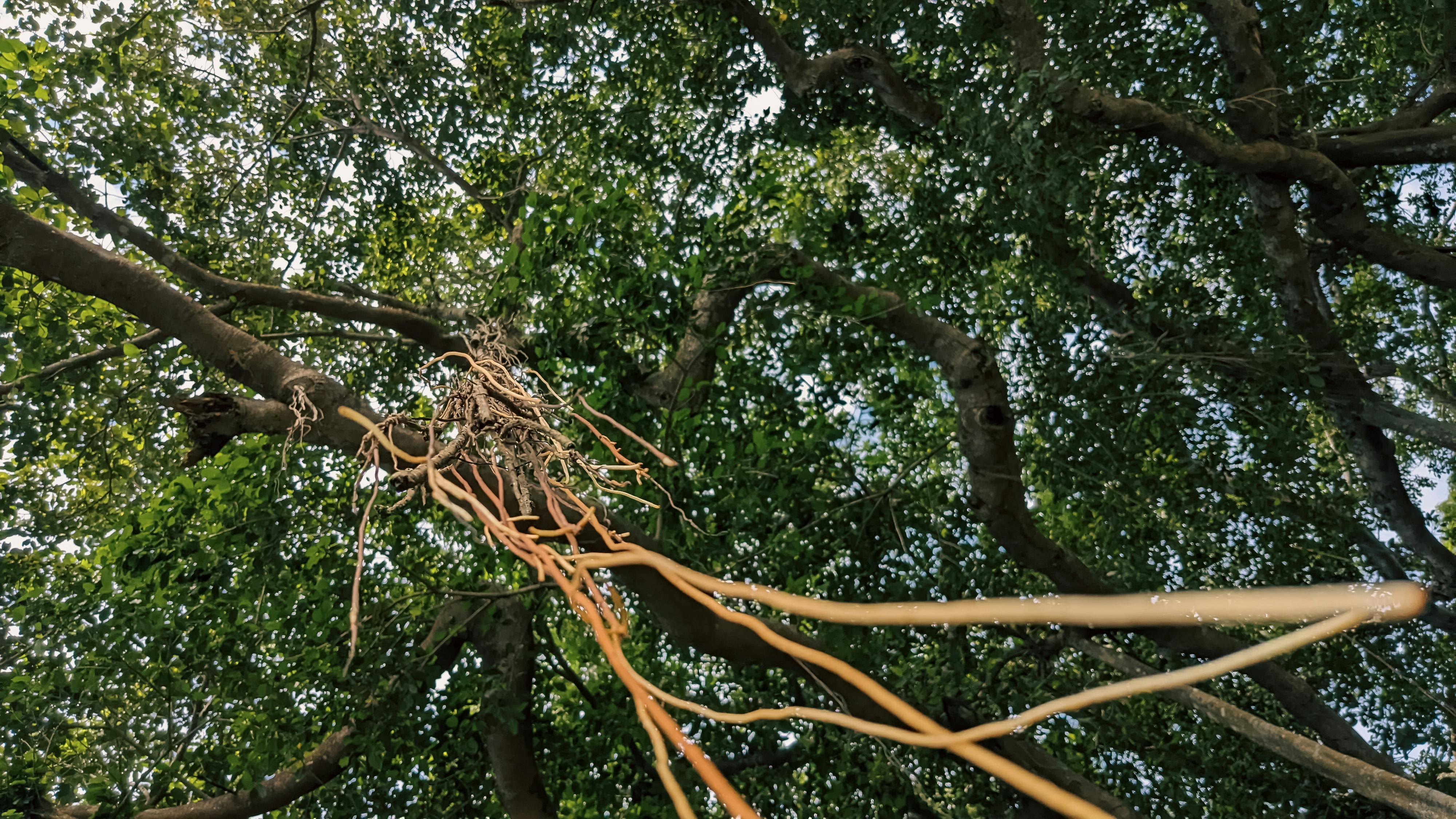 Trung tâm nghiên cứu văn học, phát triển nhà văn Việt Nam