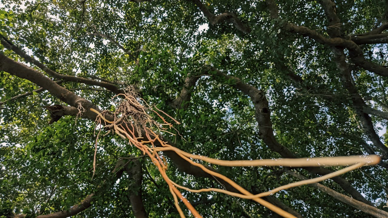 Kể chuyện qua góc nhìn phản diện