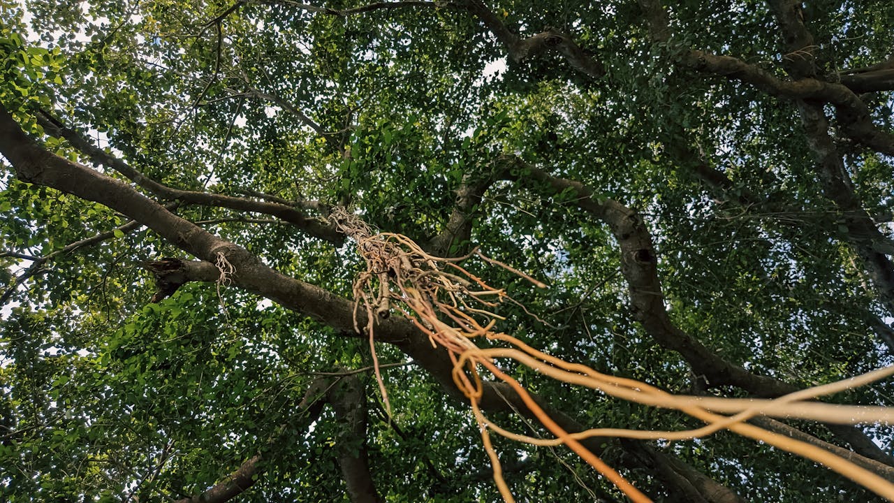 Thám tử lừng danh Conan | Chương 0242