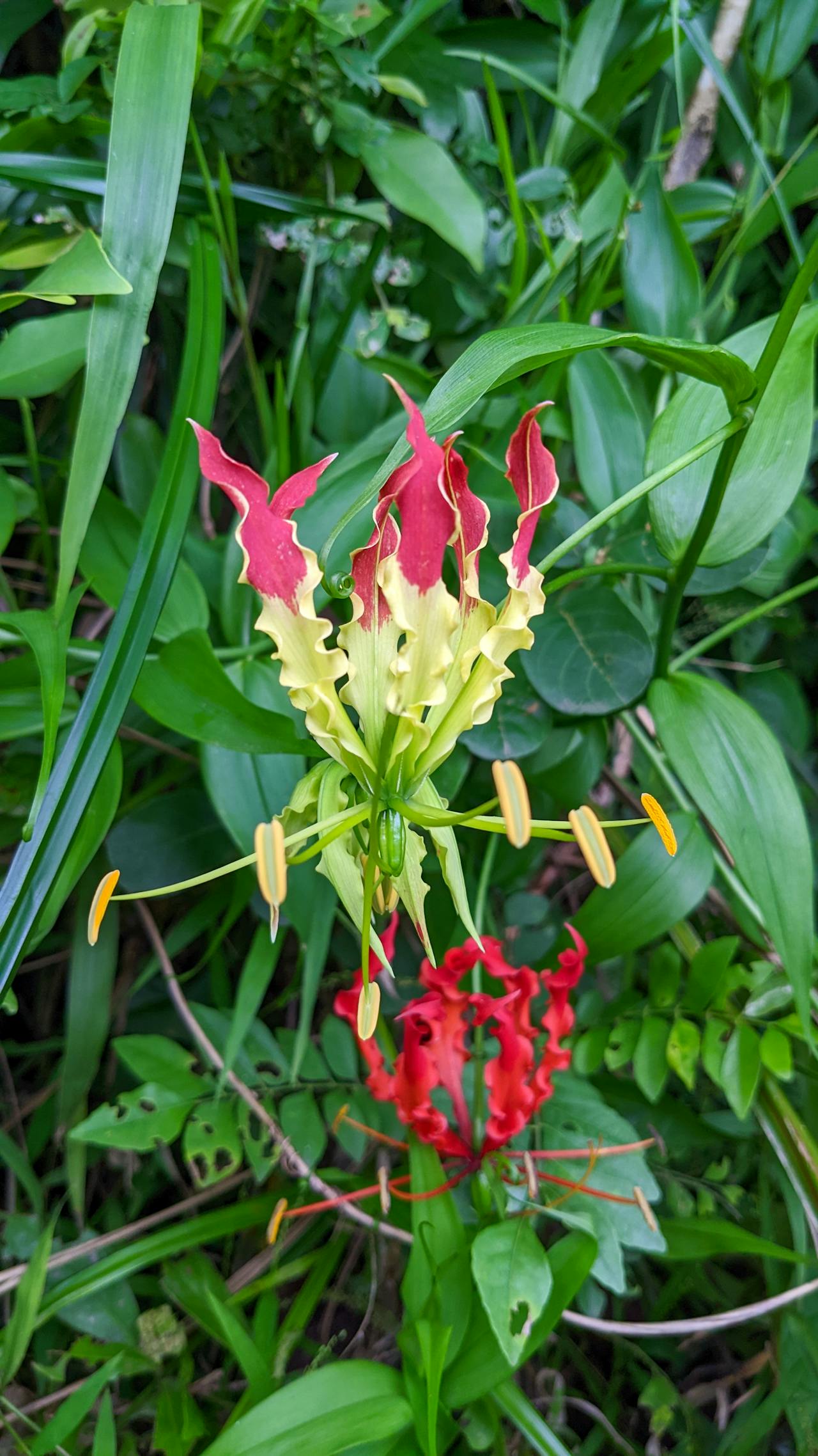 Ỷ thiên đồ long ký | Chương 05