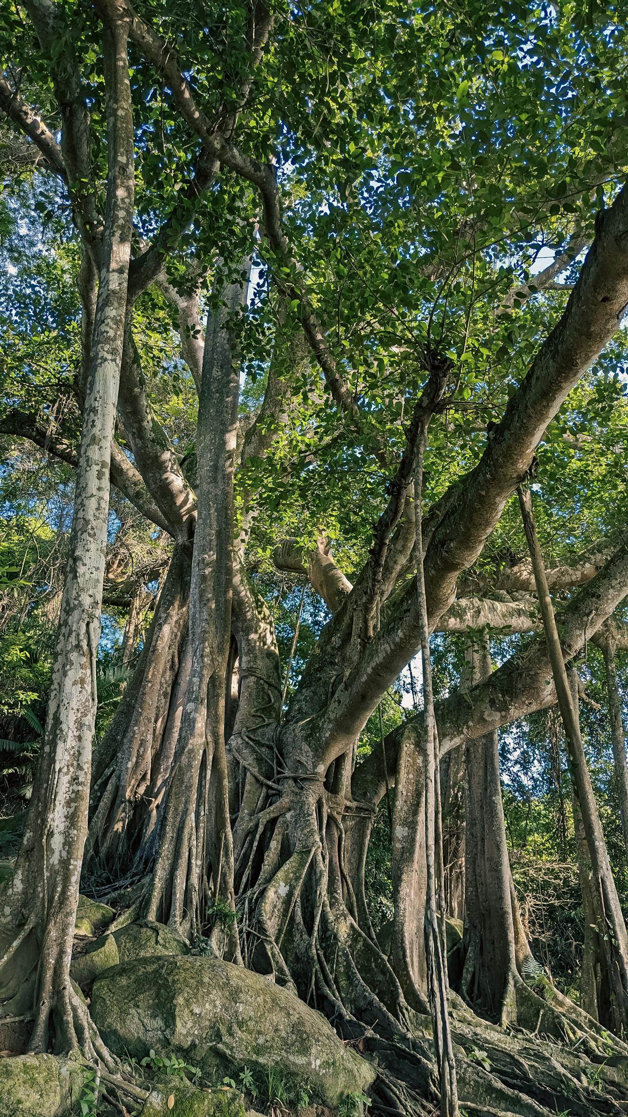 Biên niên ký chim vặn dây cót | Chương 25