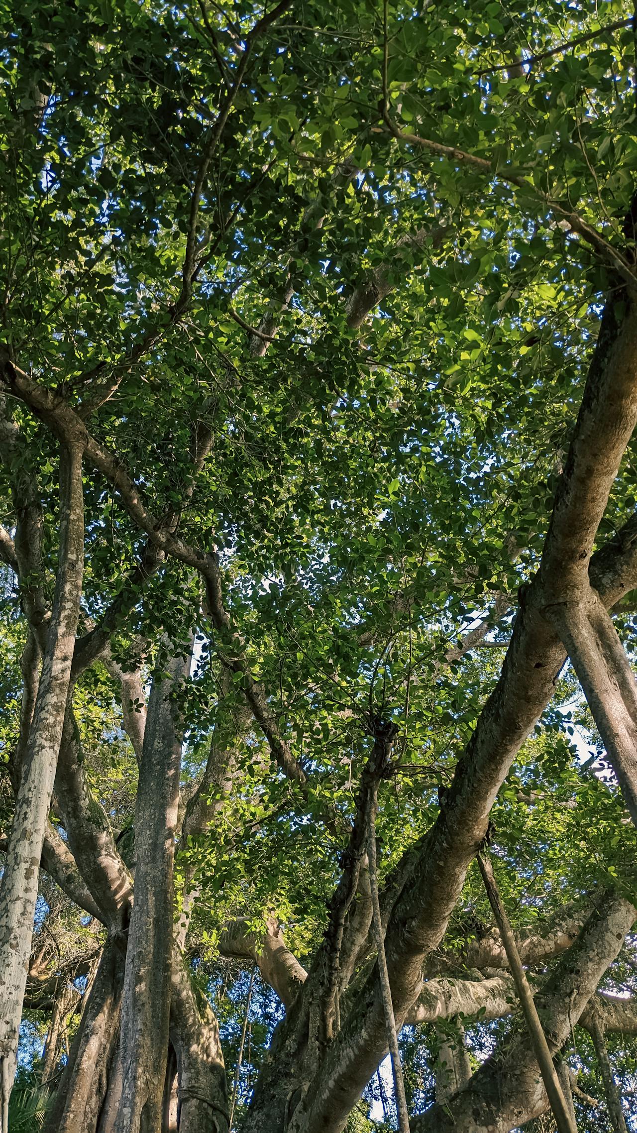 Thám tử lừng danh Conan | Chương 0556