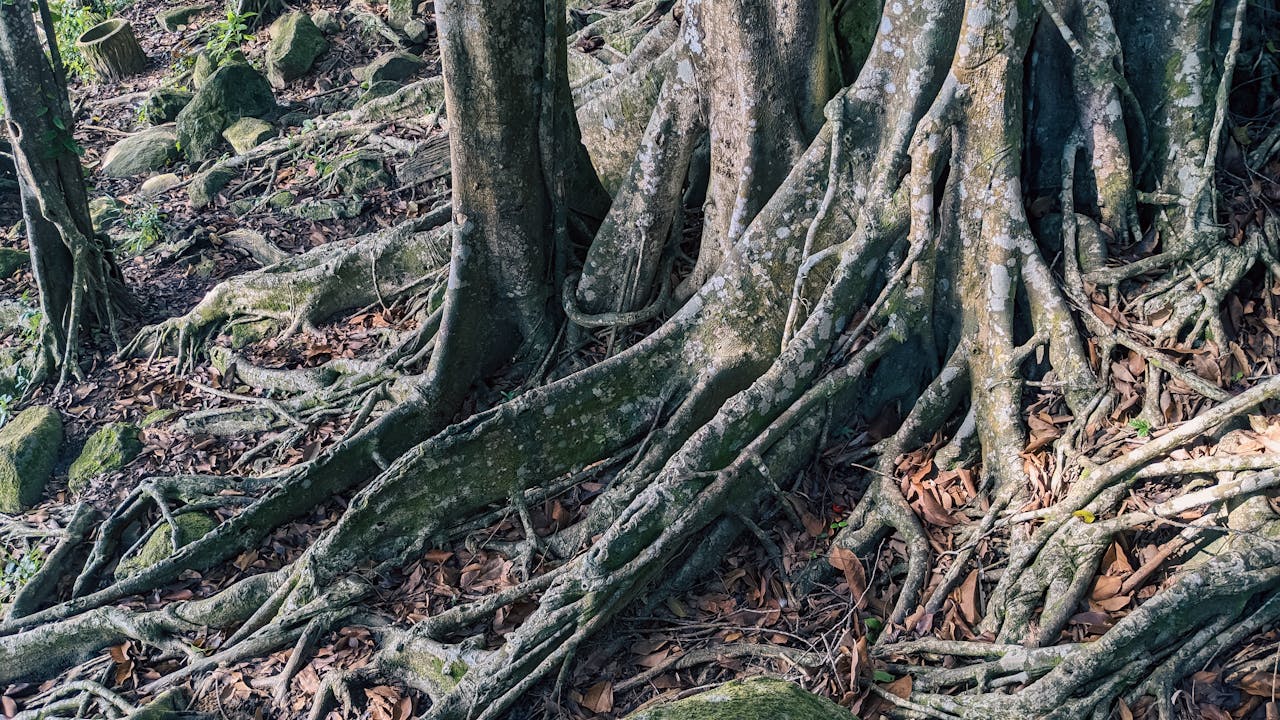 Đường xưa mây trắng | Chương 49