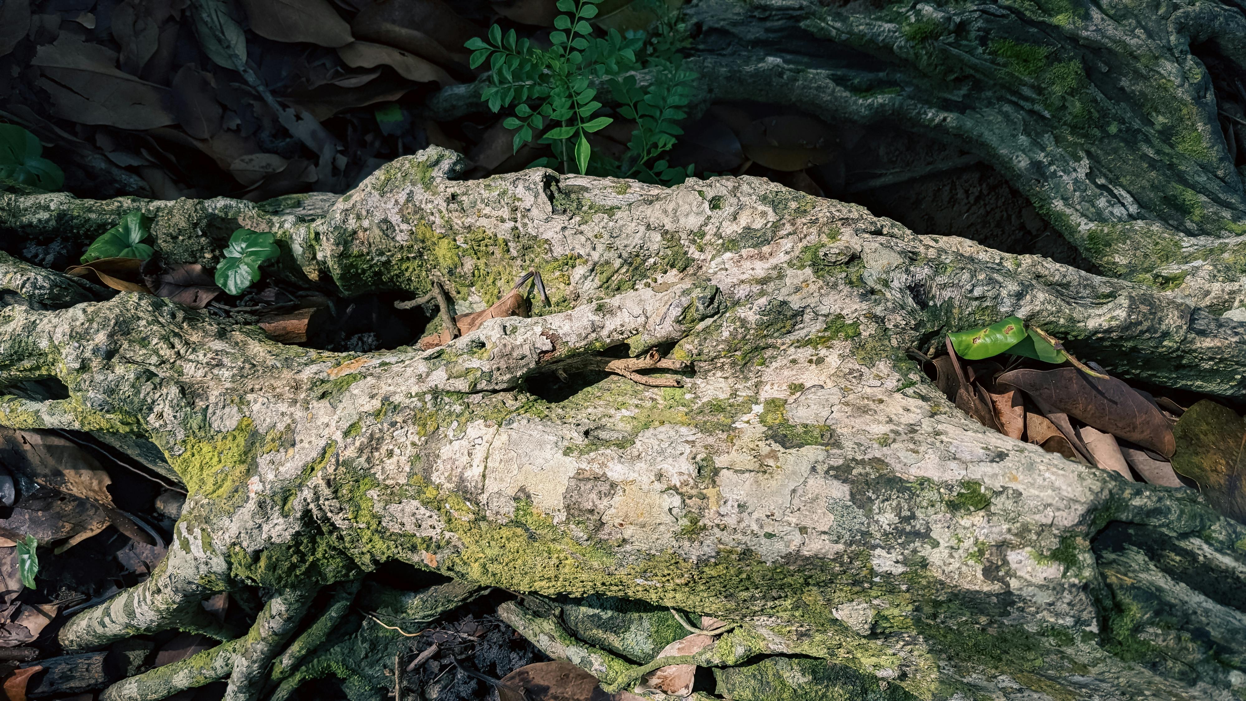 Niềm tin 018 – thu vien, van hoc, van hoc nhat ban, tuy but, akutagawa ryunosuke, niem tin.