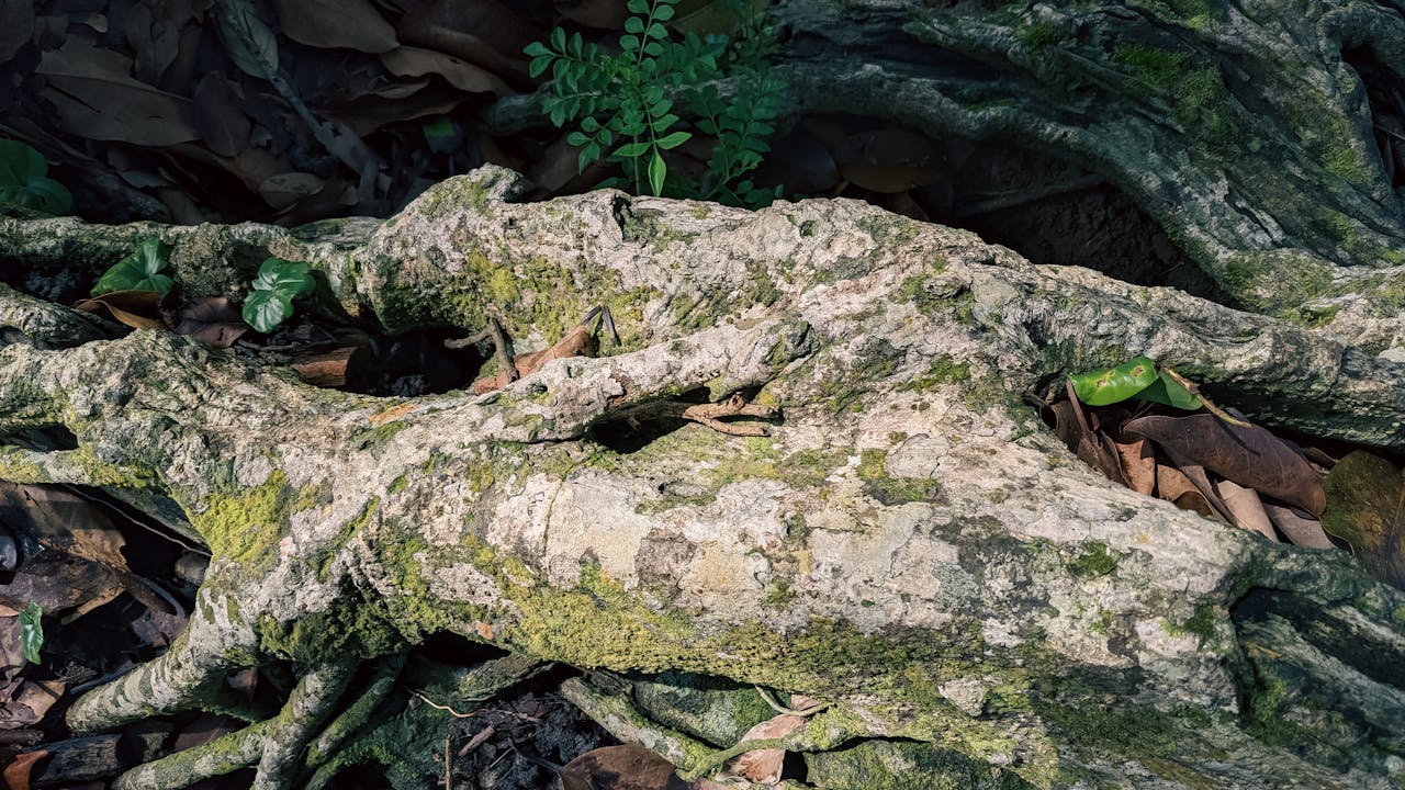 Thám tử lừng danh Conan | Chương 0451