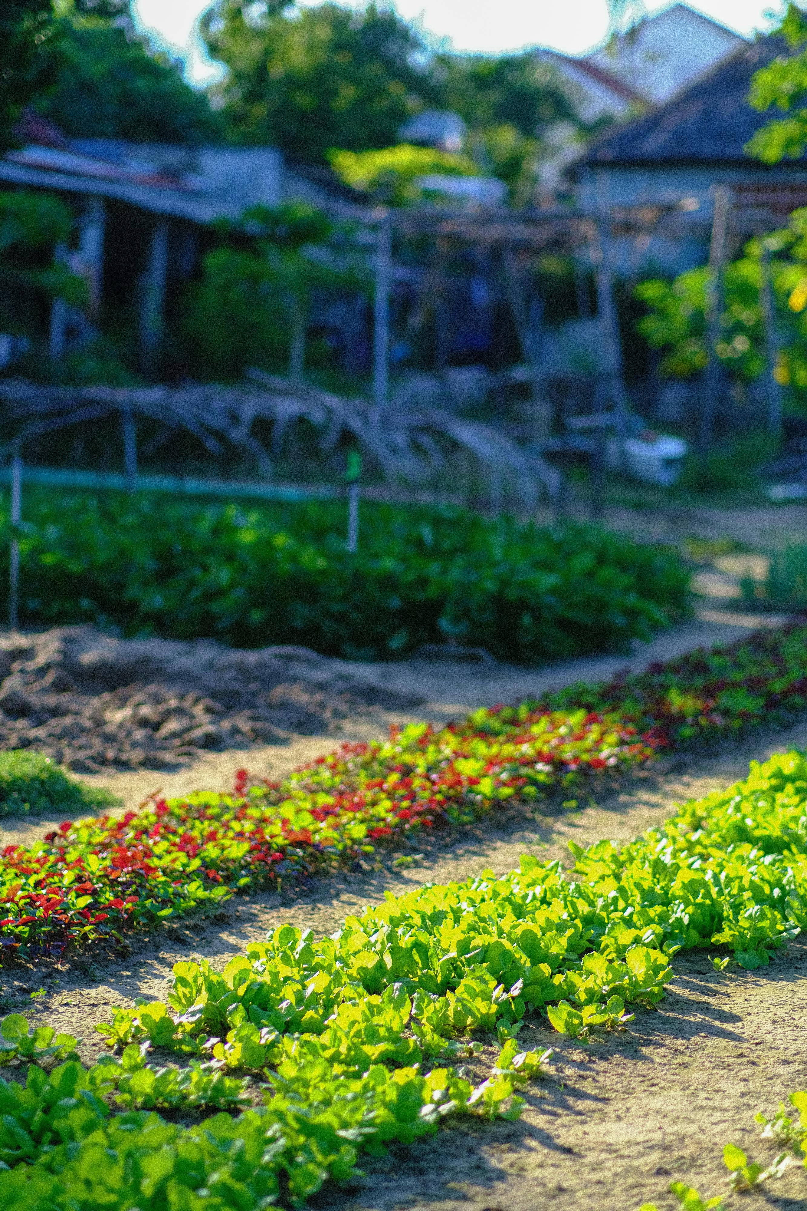 Chim lửa | Chương 66 914 – manga, tezuka osamu, hi no tori, chim lua, phoenix, bird of fire, chim lua chuong 66, chim lua 66.