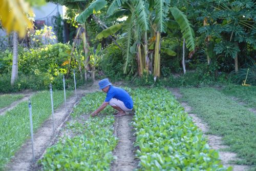 Free A gardener in Hội An, Vietnam, tending to a vibrant vegetable patch surrounded by lush greenery. Stock Photo