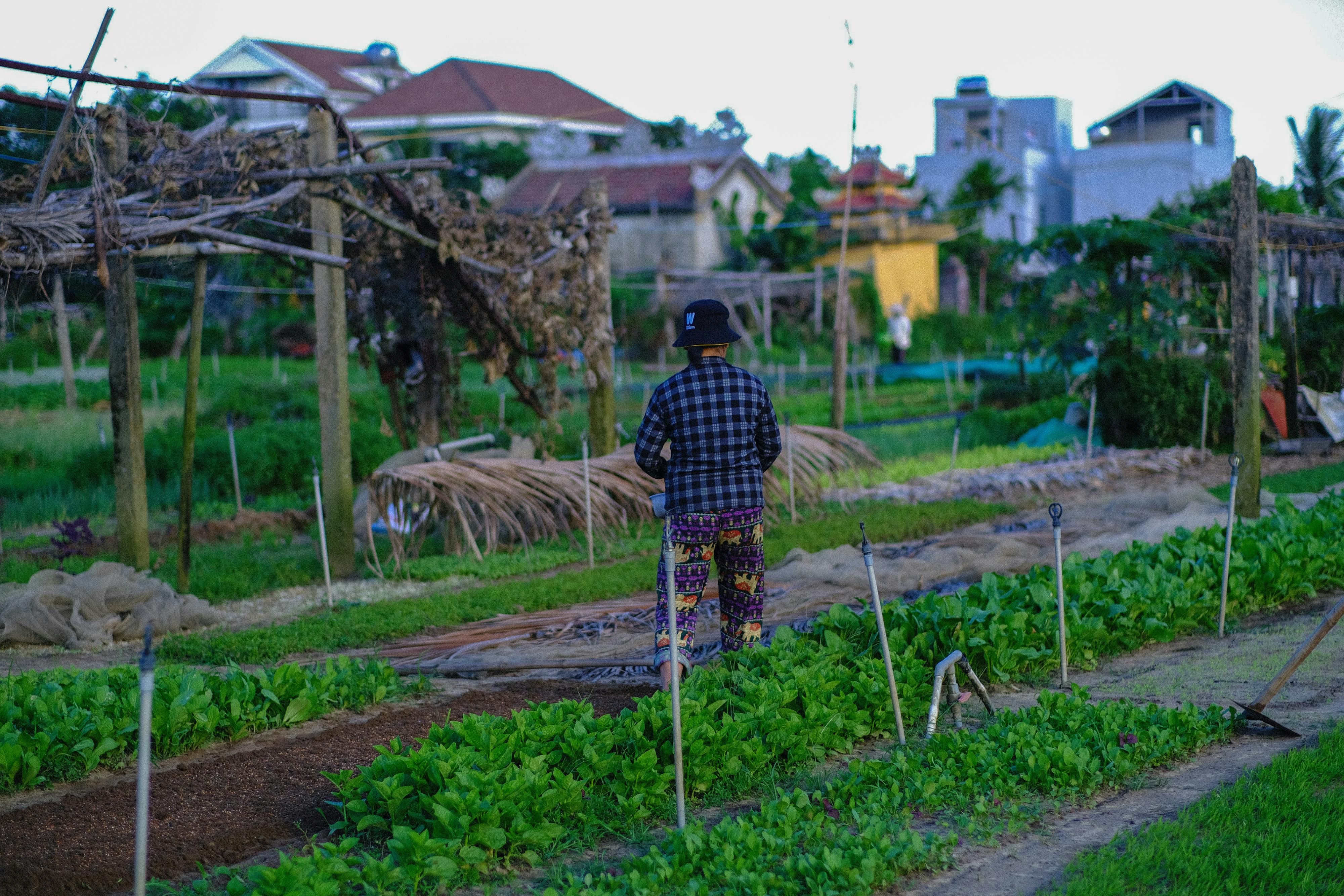 Gieo trồng hạnh phúc | Chương 02 167 – thu vien, van hoc, van hoc viet nam, doan van, ton giao, phat giao, thien van, thuc hanh ton giao, thich nhat hanh, gieo trong hanh phuc, gieo trong hanh phuc chuong 02, gieo trong hanh phuc 02.