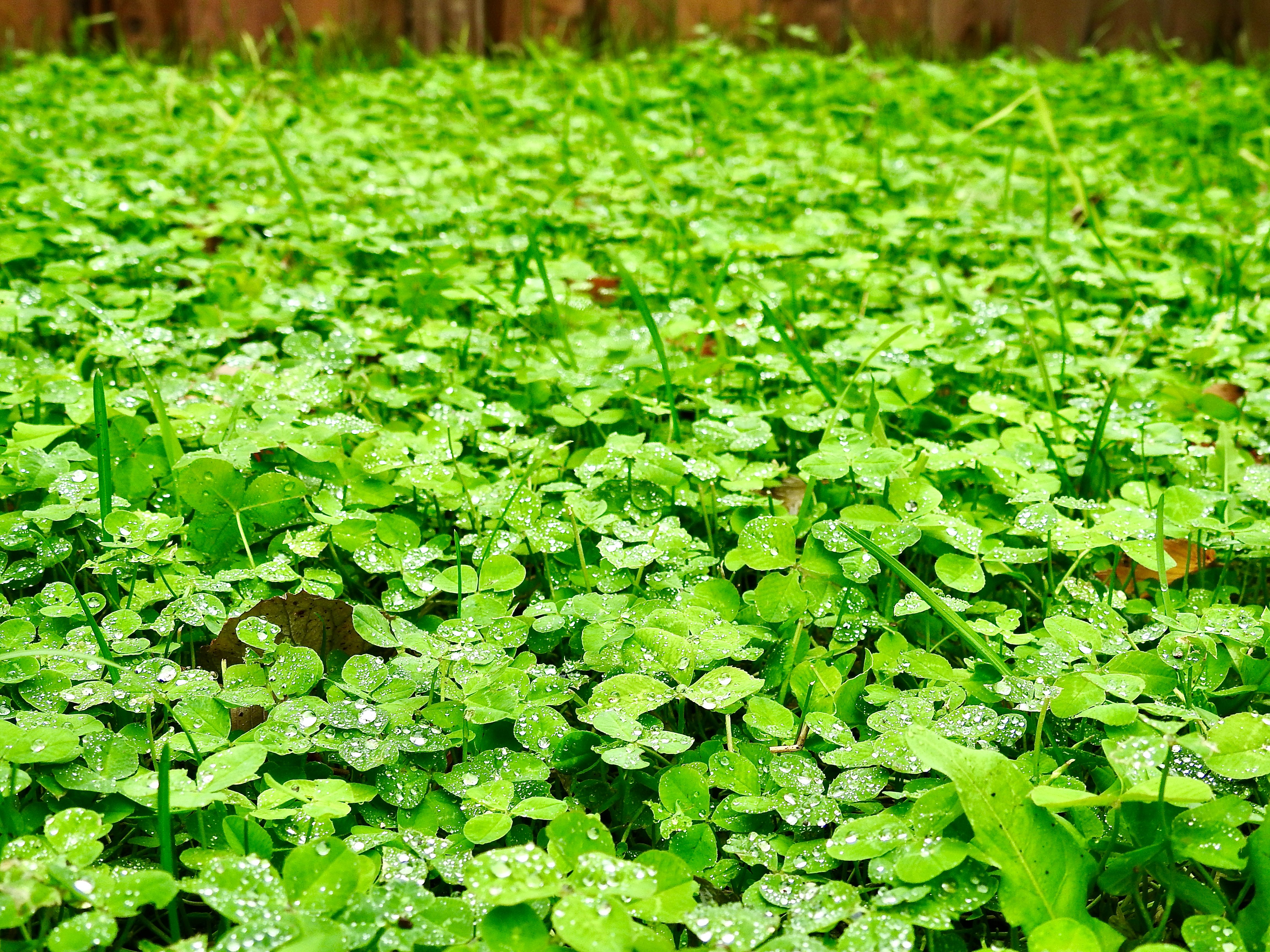 Lush Microclover Field with Dew Drops Outdoors · Free Stock Photo