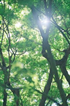 Sunlight filters through lush green tree canopy in a serene forest setting.