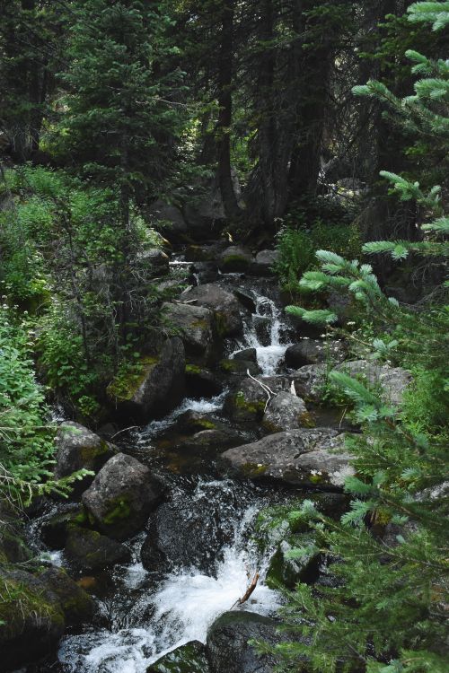 Free A serene mountain stream flowing through a lush evergreen forest in Red Cliff, Colorado. Stock Photo