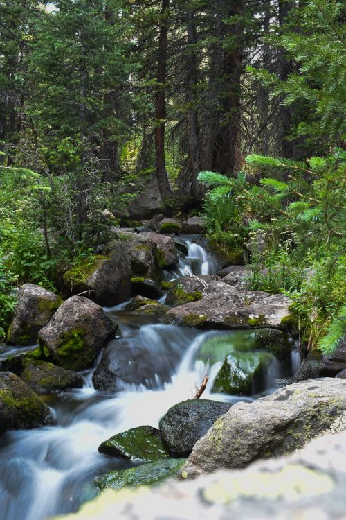 Free Explore the tranquility of a flowing mountain stream amidst lush alpine forests in Red Cliff, Colorado. Stock Photo
