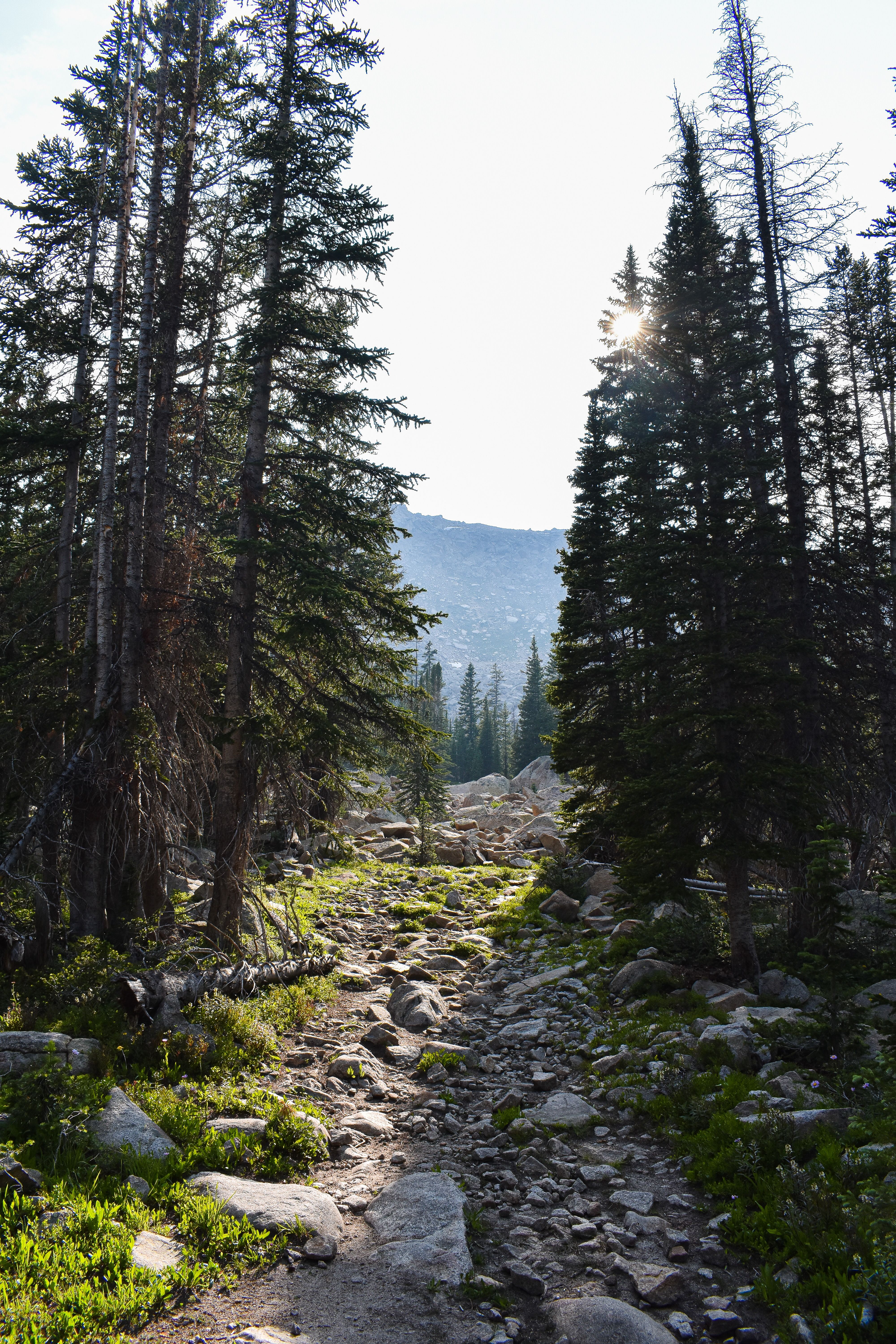 Tranquil Forest Path in Red Cliff, Colorado · Free Stock Photo