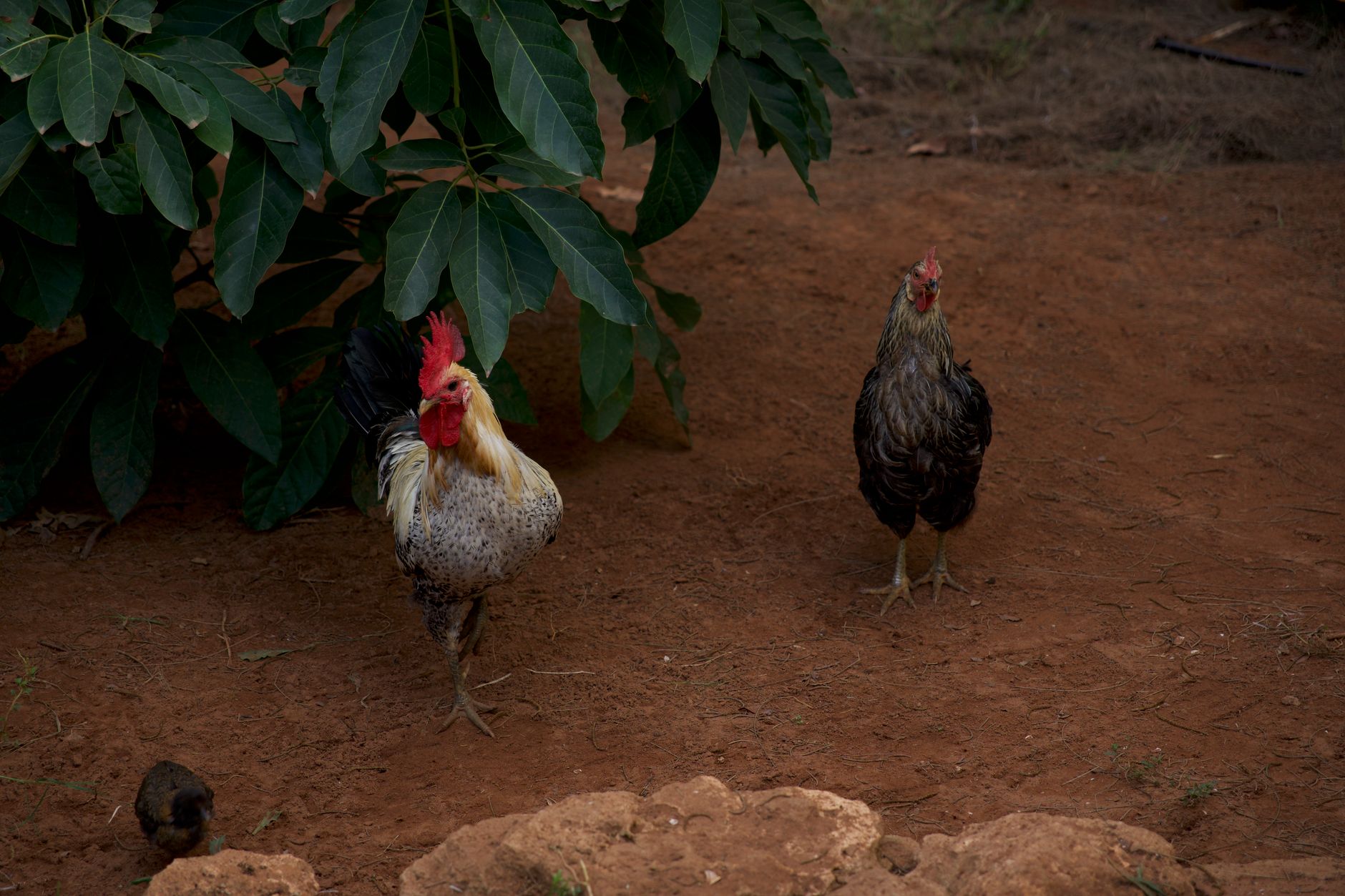 Rehabilitated rooster walking slowly in a shaded outdoor enclosure with soft textured flooring