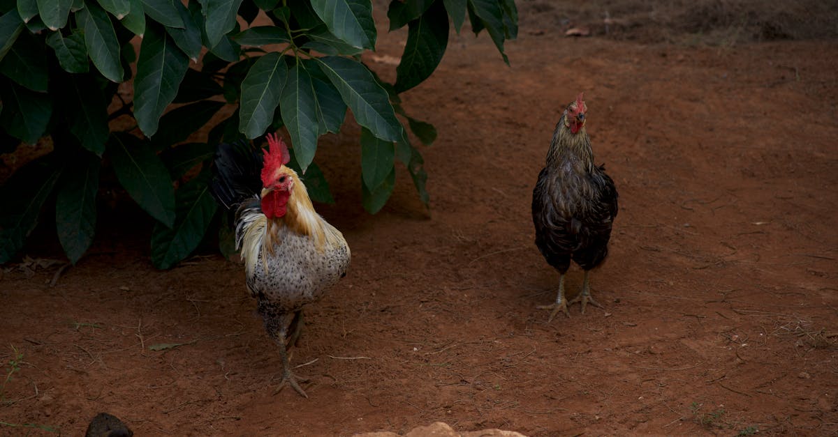 李亞鵬再度離婚 3歲女兒隨王菲生活引關注