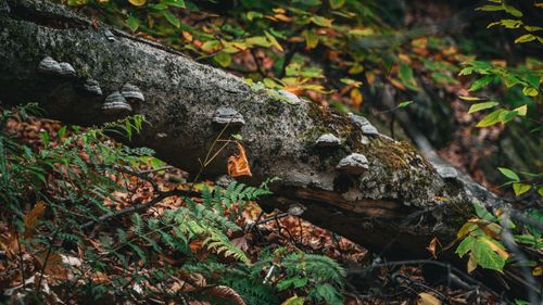 Free Captivating autumn forest scene featuring fungi on a fallen tree in Gatineau, Quebec. Stock Photo