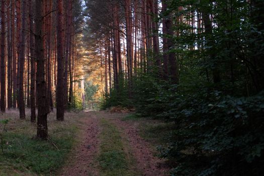 Quiet, sunlit forest pathway surrounded by tall trees in a serene woodland setting.