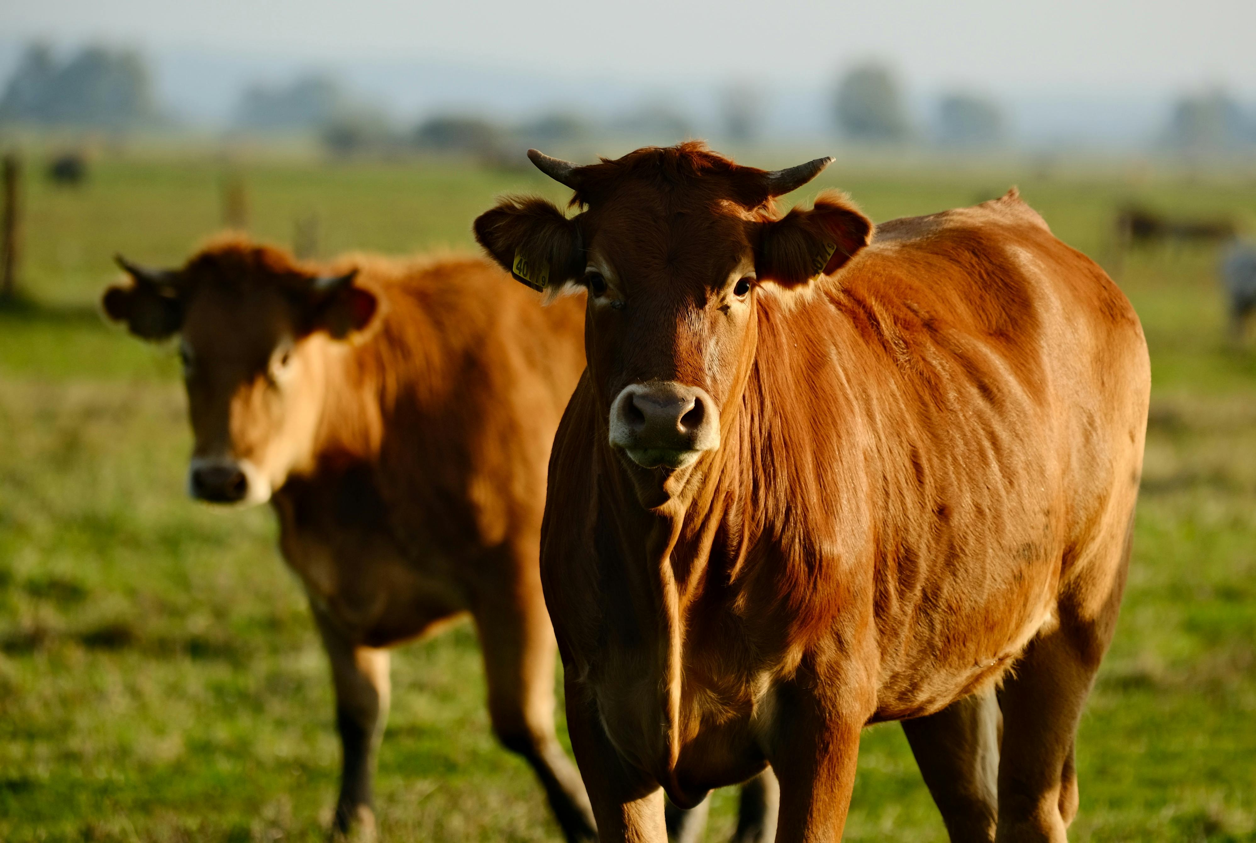 Close-up of two brown cows grazing in a sunlit lush green pasture. - Evidence evidence guide for taurine exercise performance randomized trial