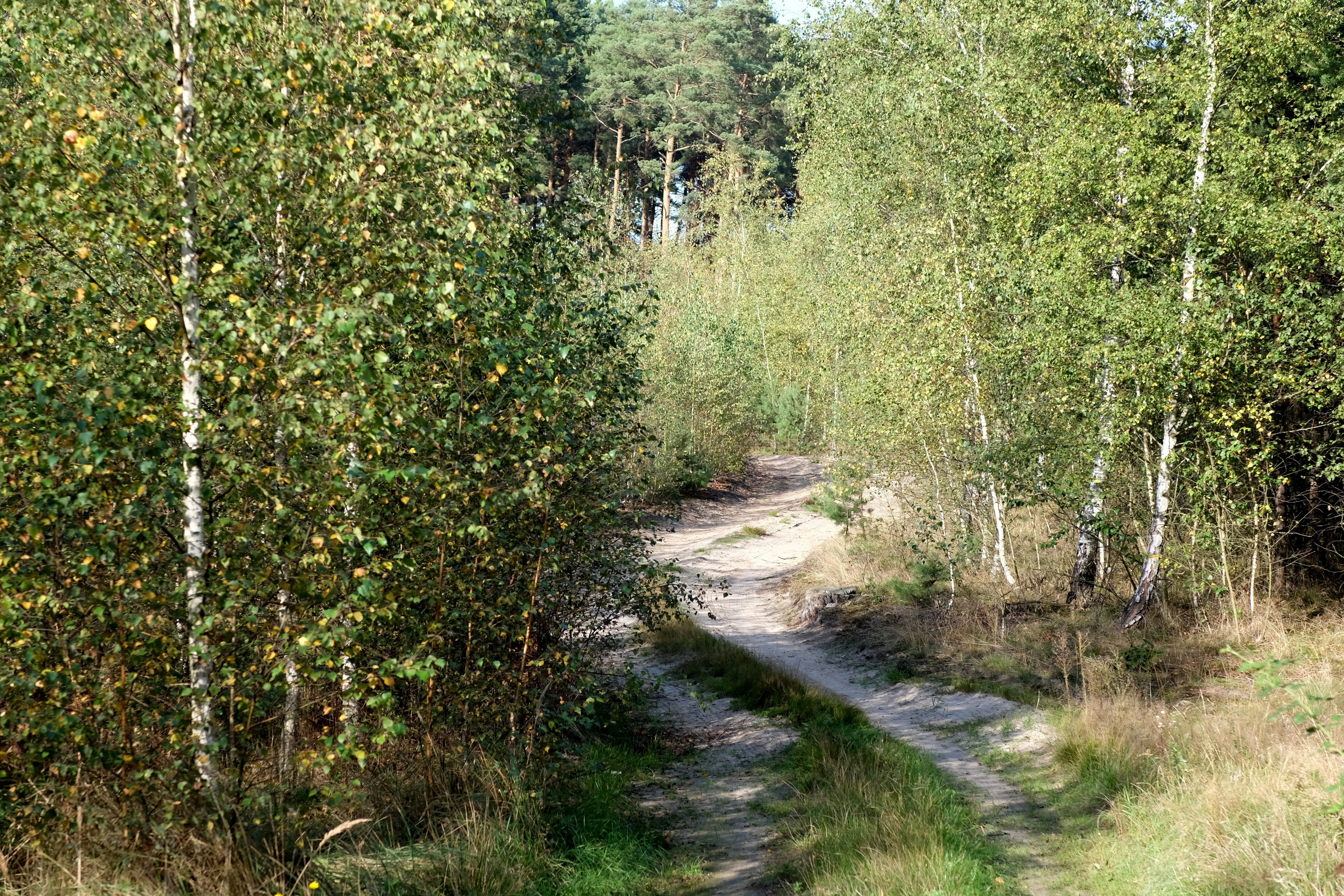 Sentier Forestier Serein Dans La Lumière De La Fin De L'été · Photo ...