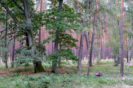 A serene forest with lush greenery and towering pine trees, ideal for nature lovers.