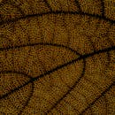 Detailed Leaf Vein Macro Pattern Background