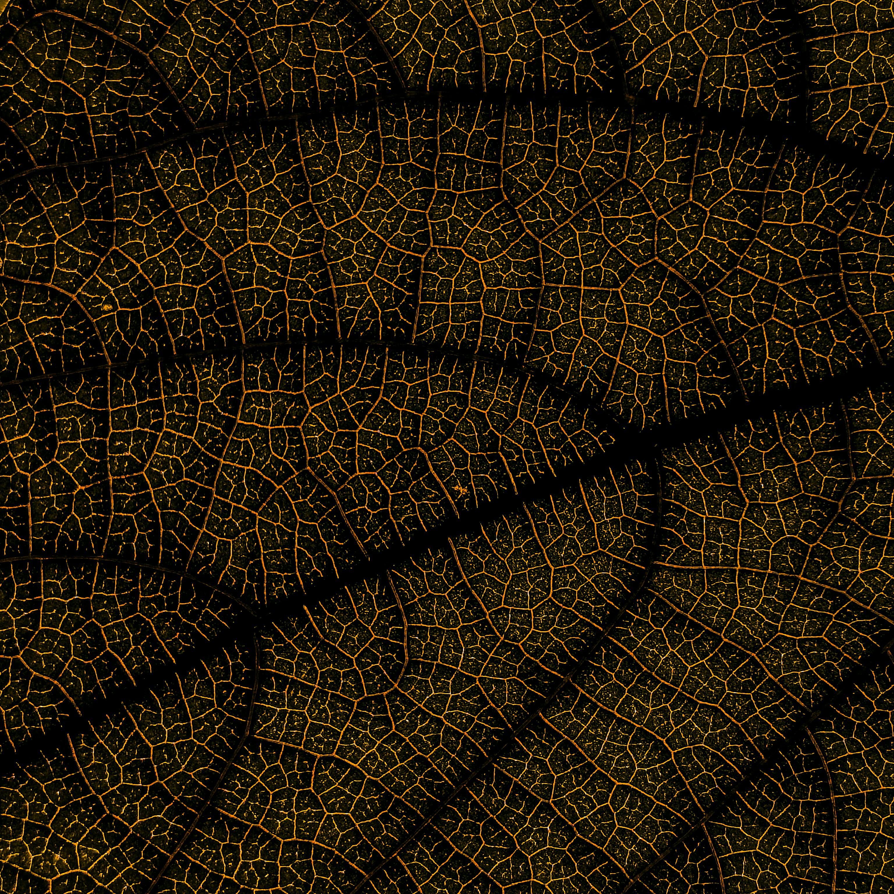 gratis Gedetailleerde macro-opname van bladnerven met een natuurlijk abstract patroon, rijke texturen en aardse tinten. Stockfoto