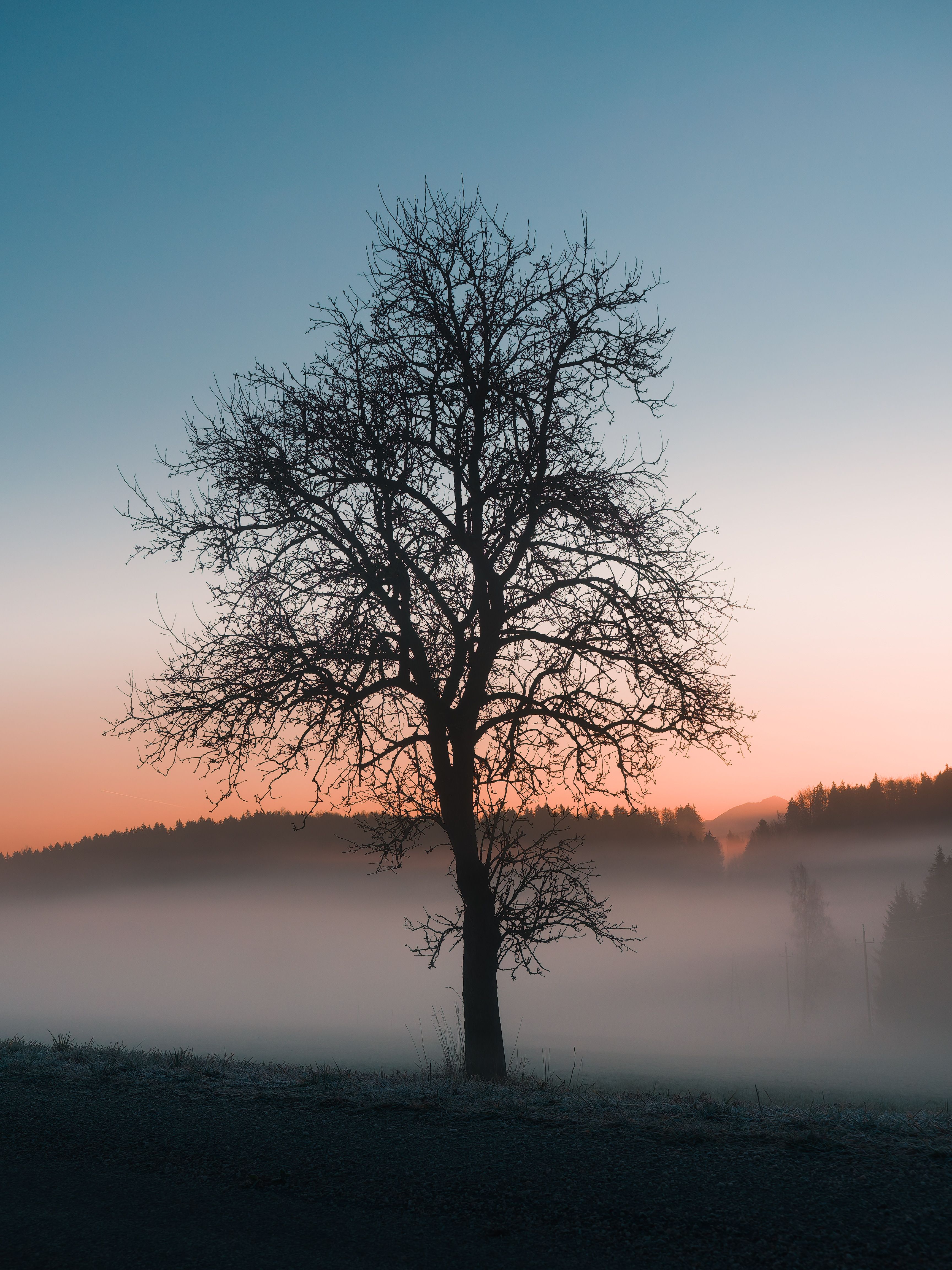 A minimalist silhouette of a bare tree against a misty winter sunrise in Austria.