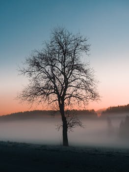 A minimalist silhouette of a bare tree against a misty winter sunrise in Austria.