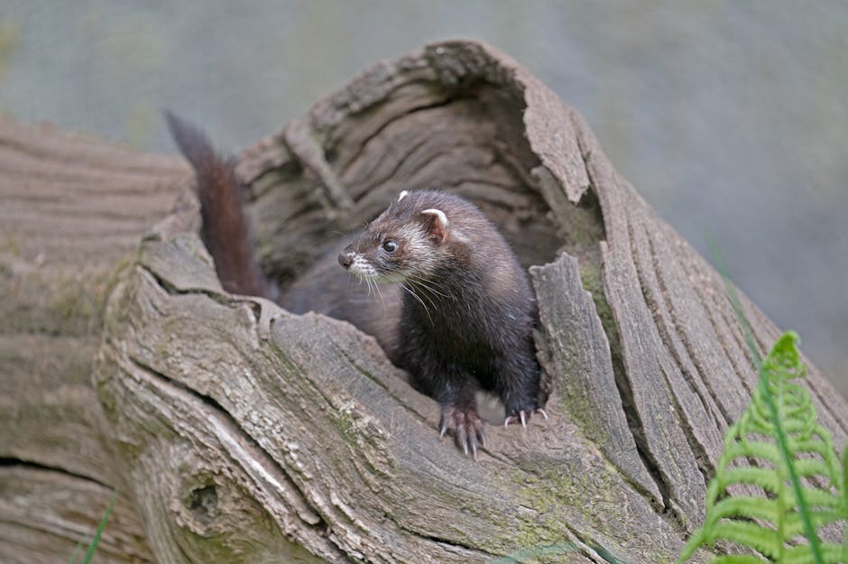 Furão: O Guia Completo Para Cuidar do Seu Pet Exótico 2 Captivating image of a European polecat emerging from a hollow log in Niedersachsen, Germany.