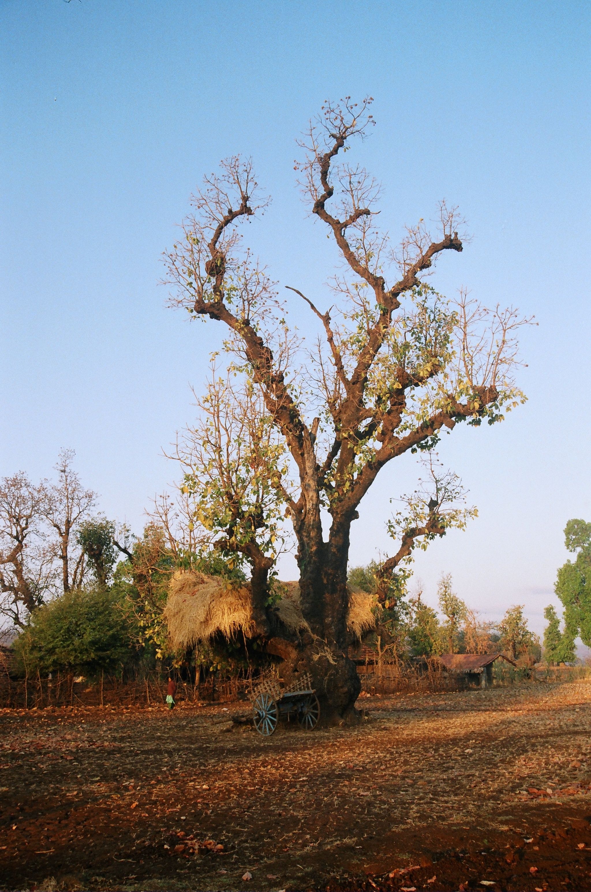 Majestic Tree in Rural Landscape at Sunset · Free Stock Photo
