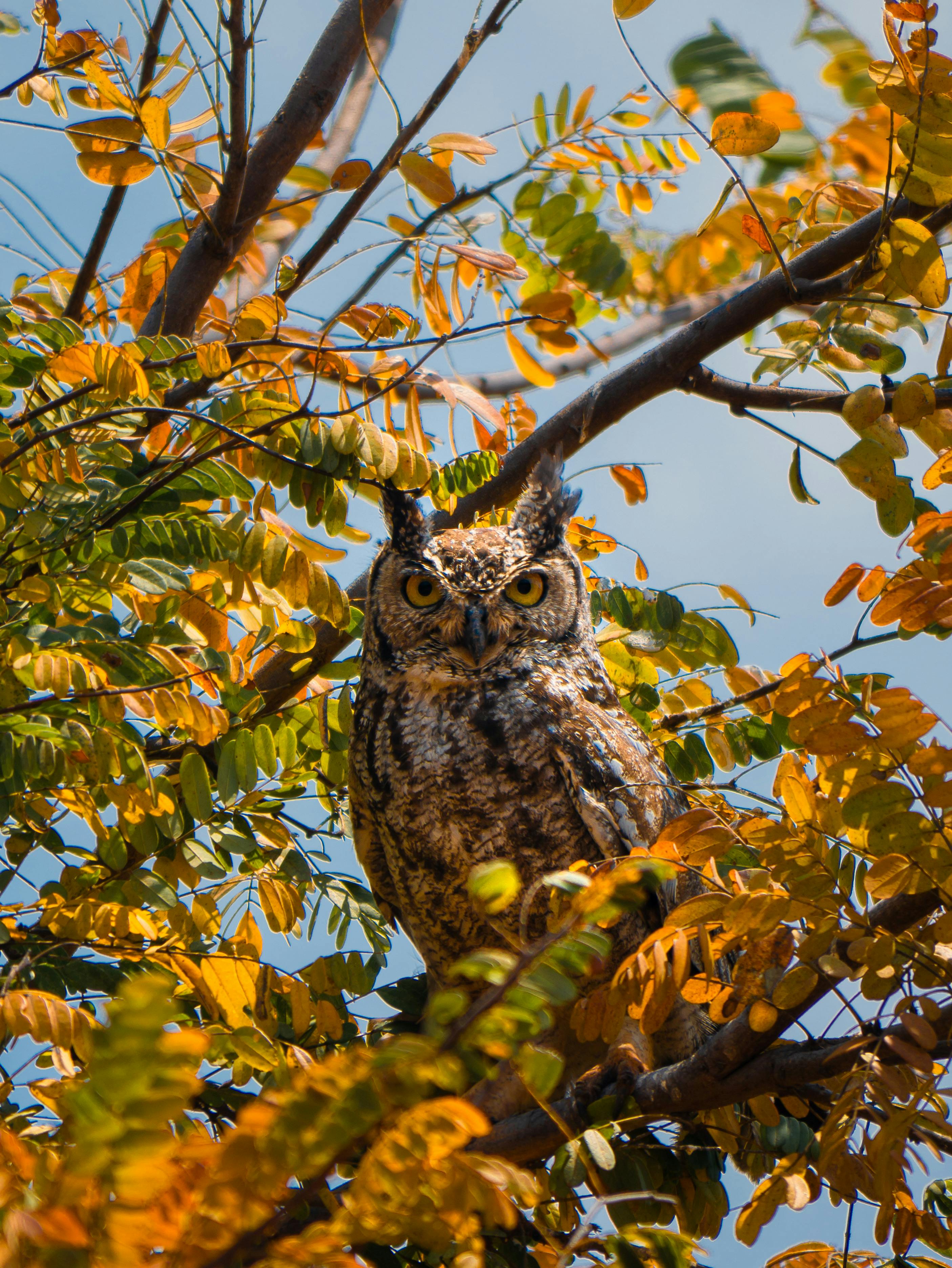 Great horned owl resting among vibrant autumn leaves, embodying the essence of fall.