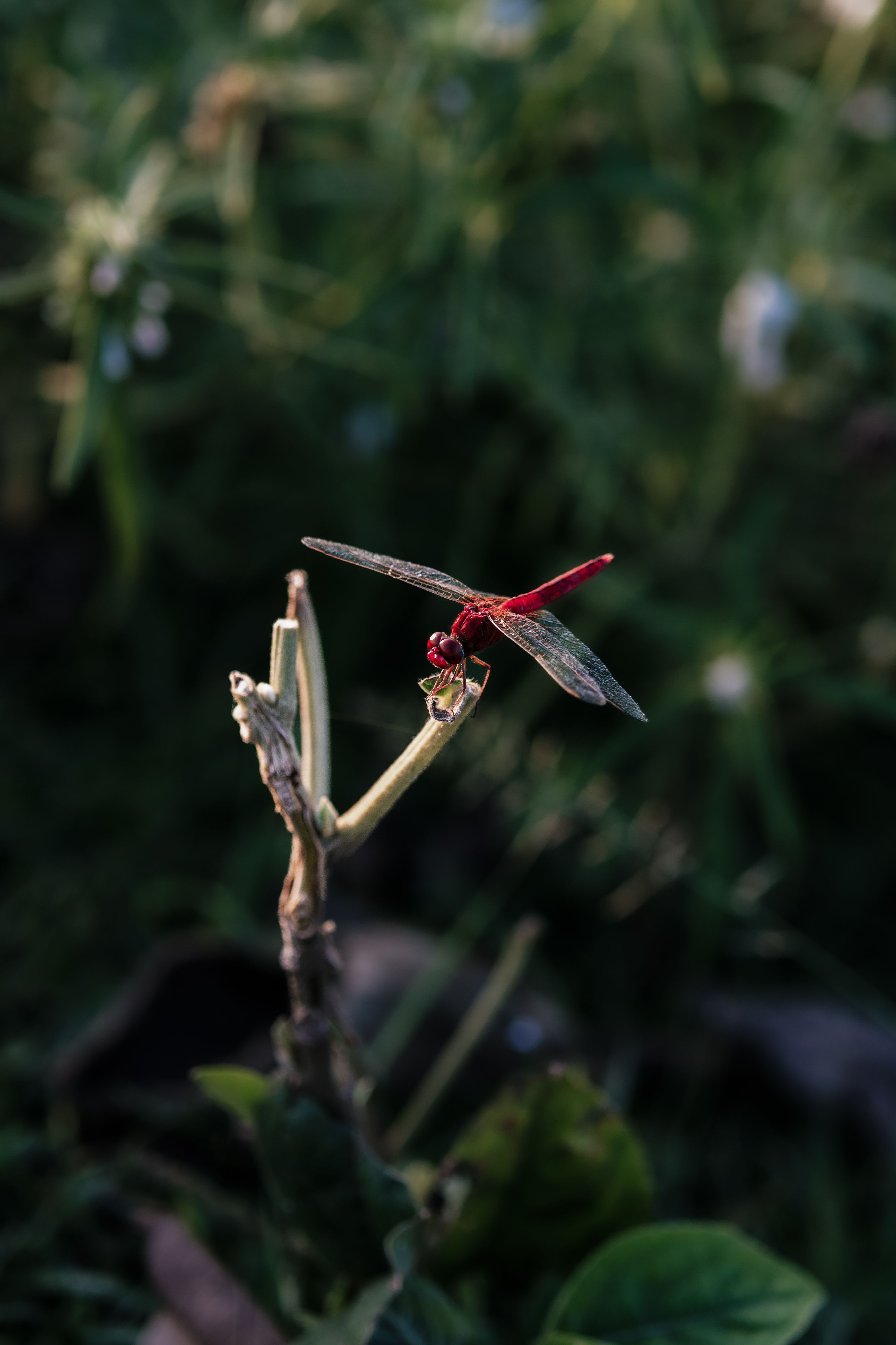 Close-up of Red Dragonfly on Plant Stem · Free Stock Photo