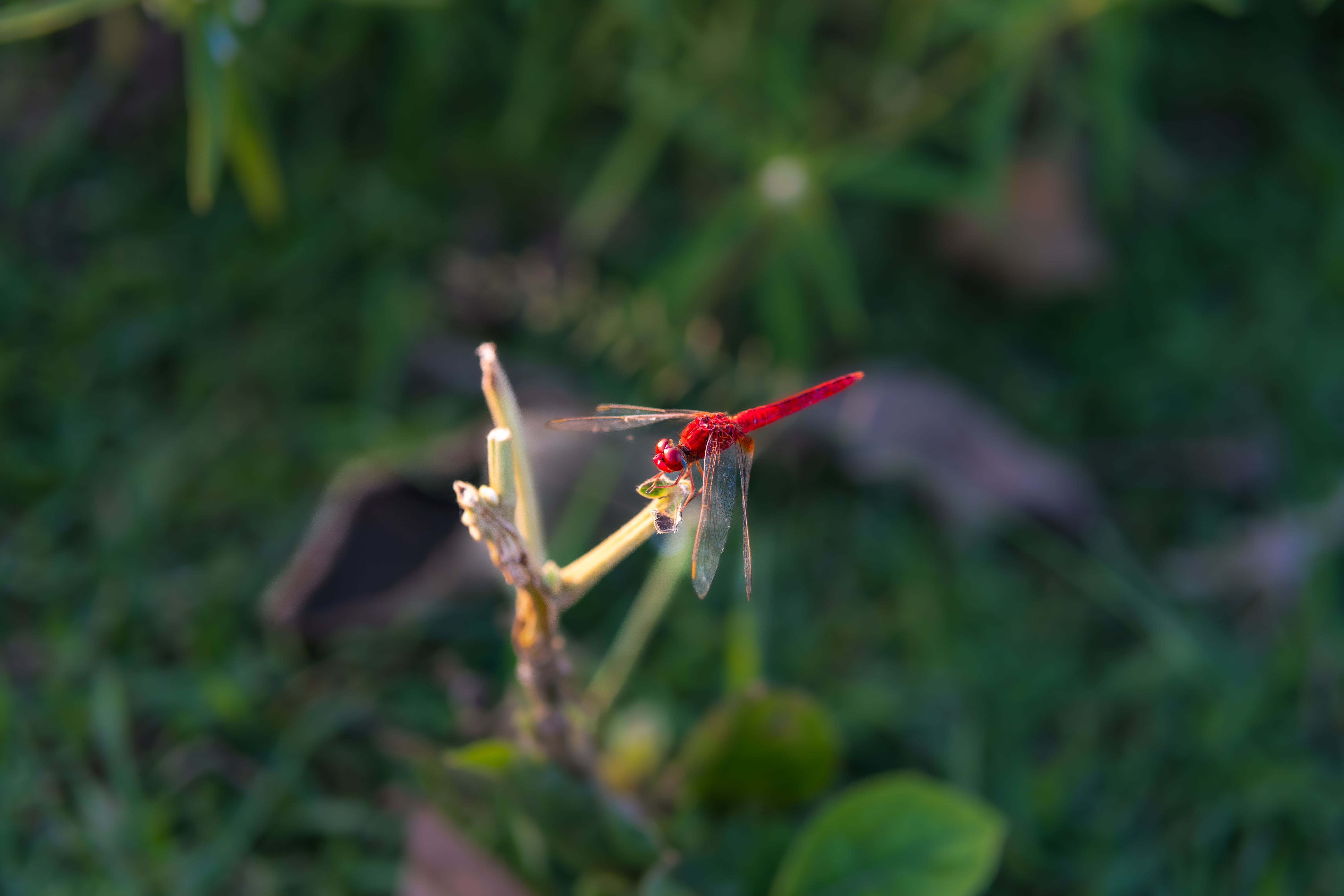 Vibrant Red Dragonfly Resting on a Plant · Free Stock Photo