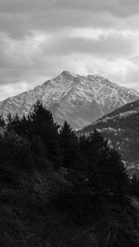 A striking black and white photograph of a snow-covered mountain with pine trees in the foreground.