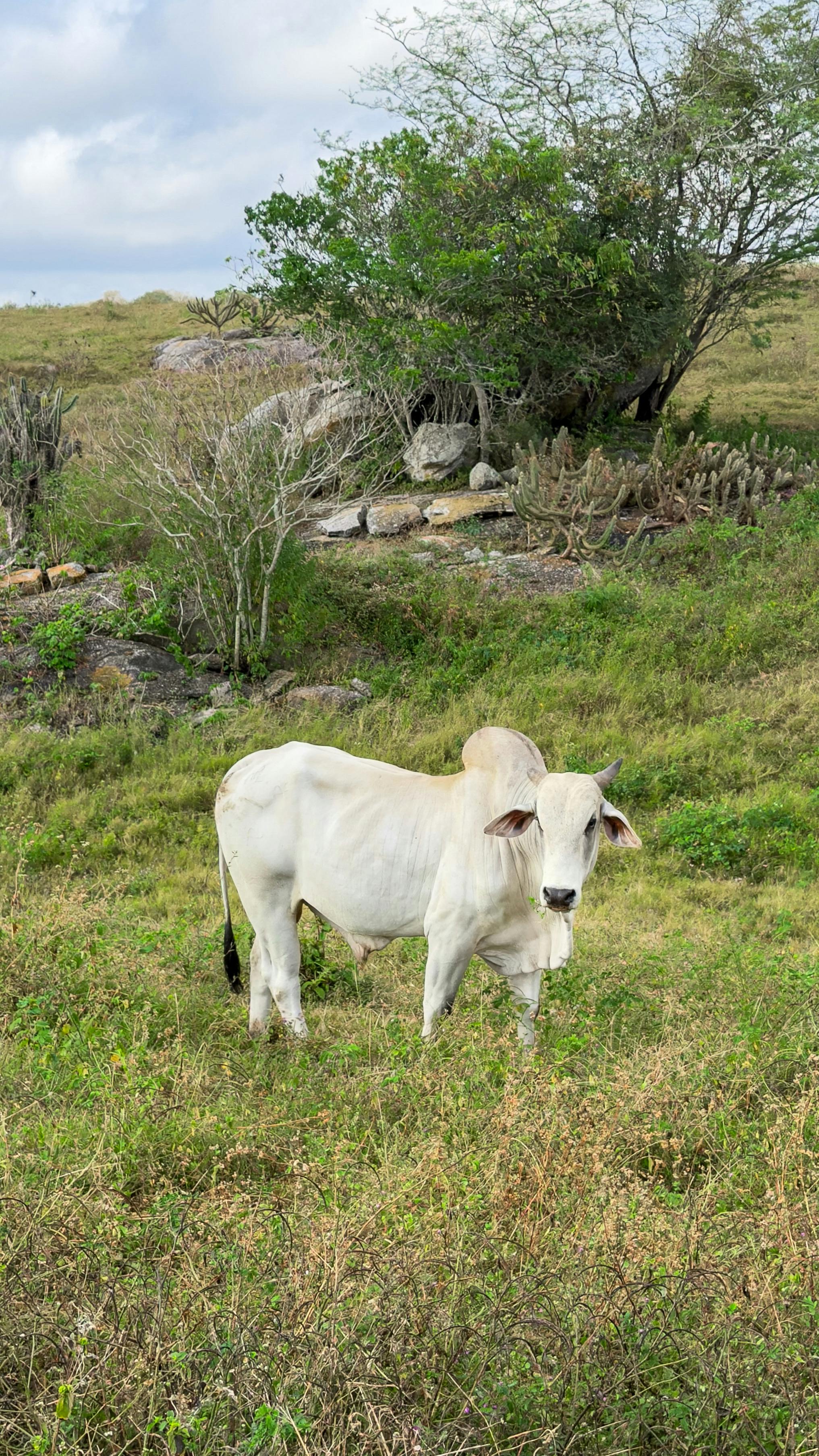 Museu do Zebu em Uberaba reúne história do gado zebuíno e memórias ferroviárias