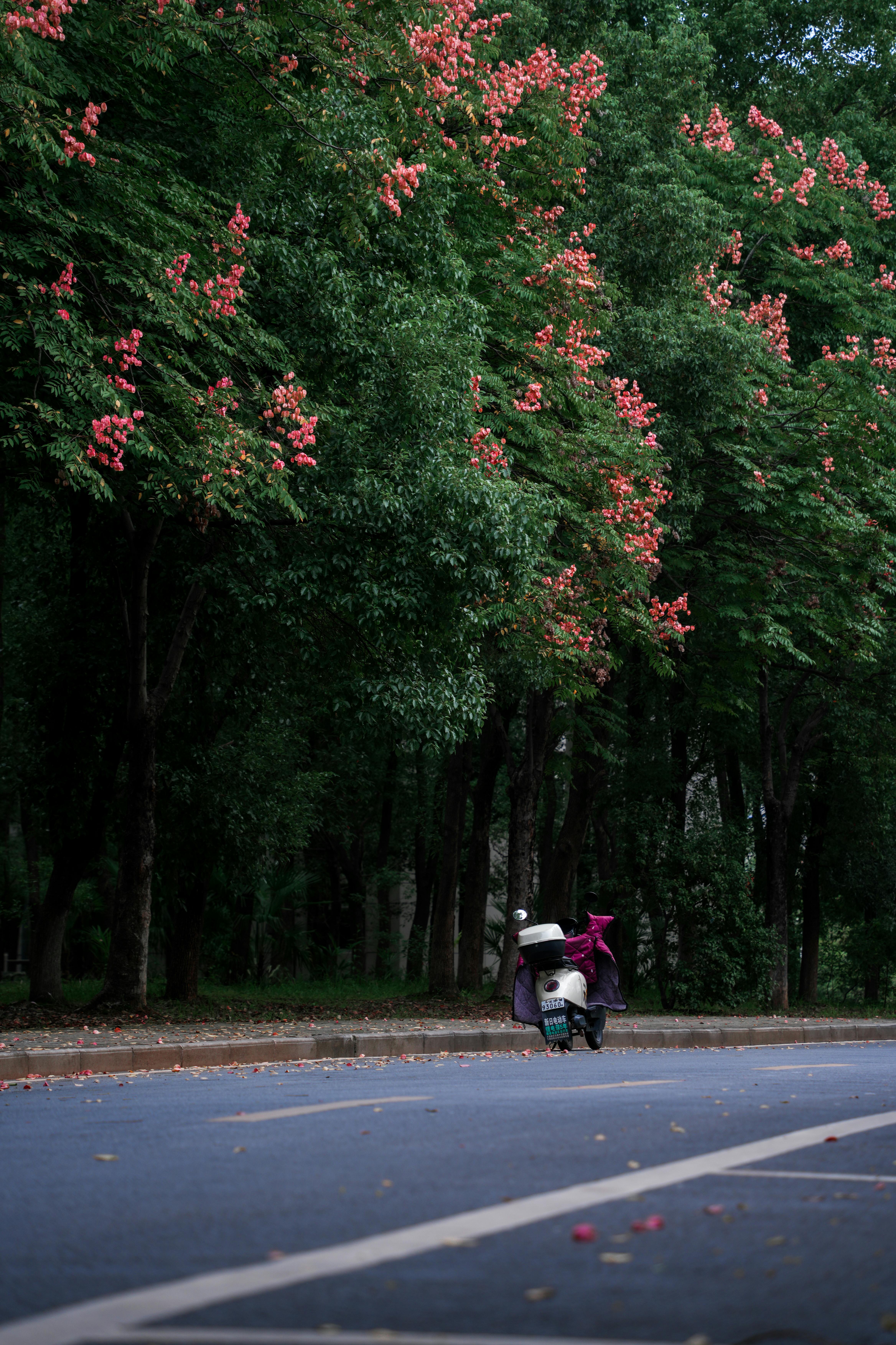 A motorbike rides on a peaceful road lined with blooming trees, capturing tranquility.