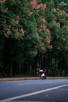 A motorbike rides on a peaceful road lined with blooming trees, capturing tranquility.