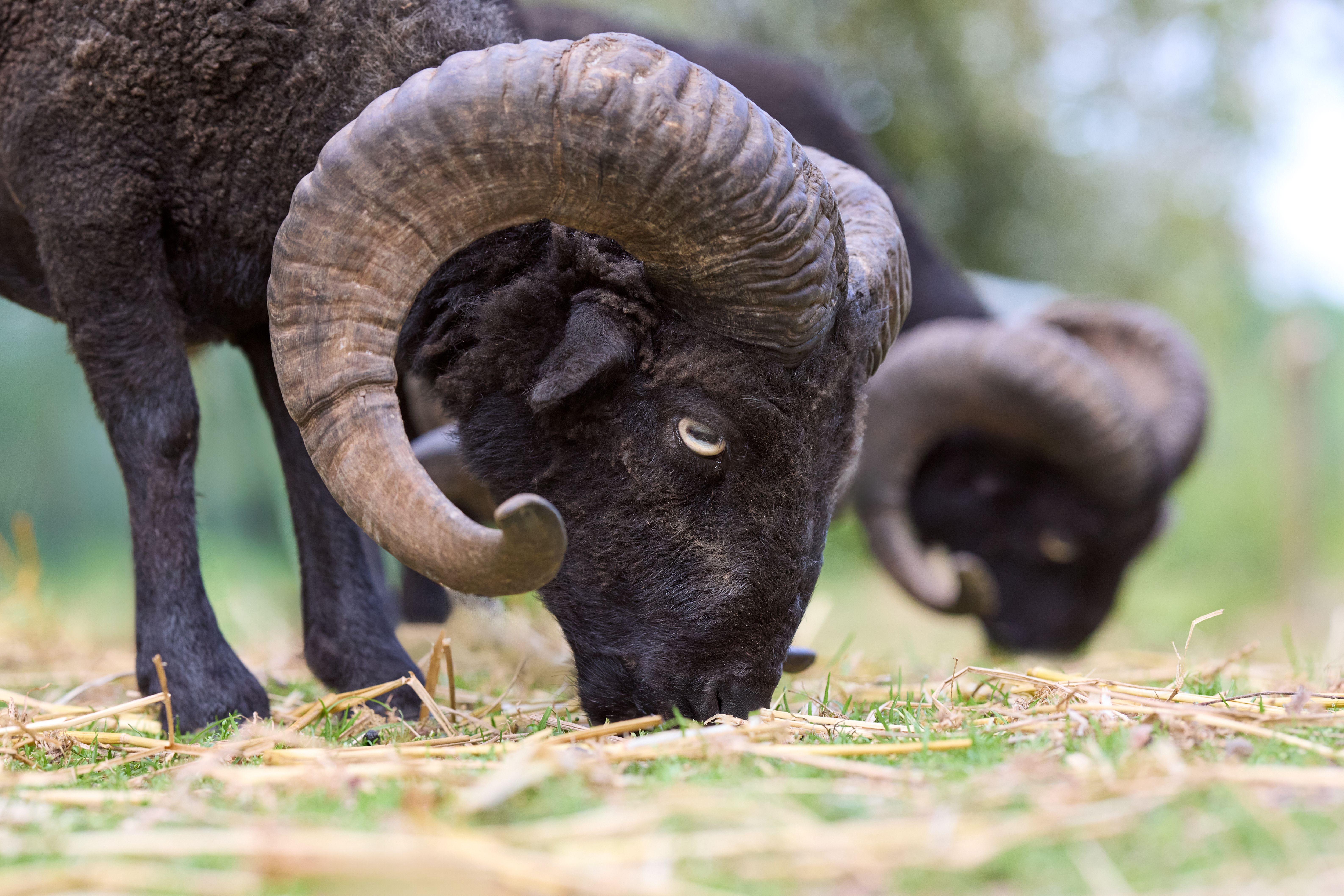 Majestic Black Ram Grazing in Open Pasture · Free Stock Photo