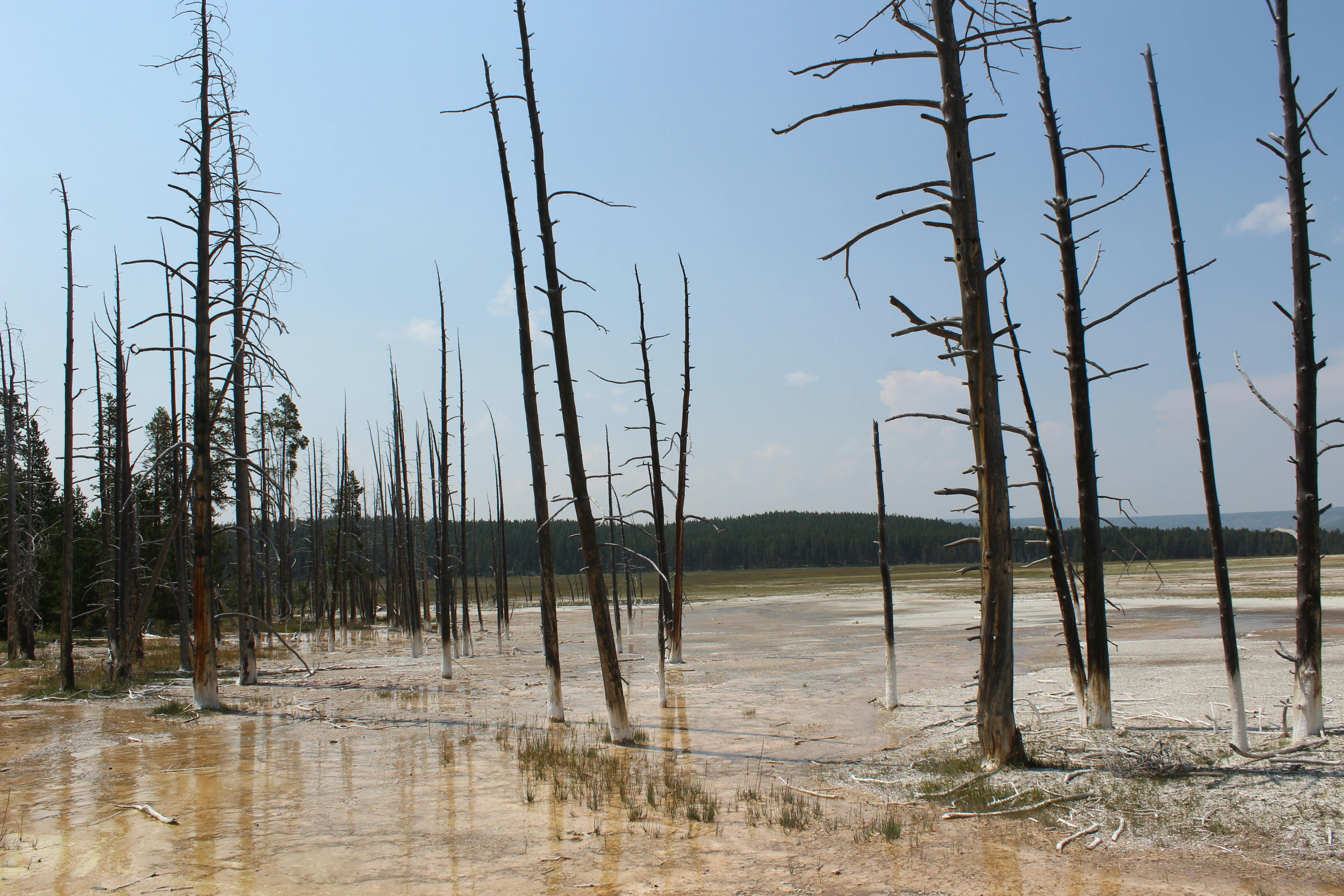 Captivating view of barren trees against Yellowstone