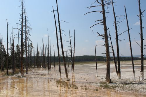 Free Captivating view of barren trees against Yellowstone's geothermal terrain in summer. Stock Photo