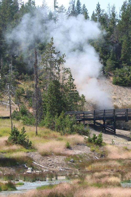Free Picturesque view of a steaming geyser amid lush greenery in Yellowstone National Park. Stock Photo
