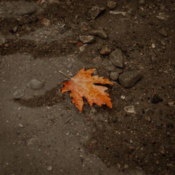 A vibrant orange autumn leaf resting on wet gravel, highlighting fall's essence.