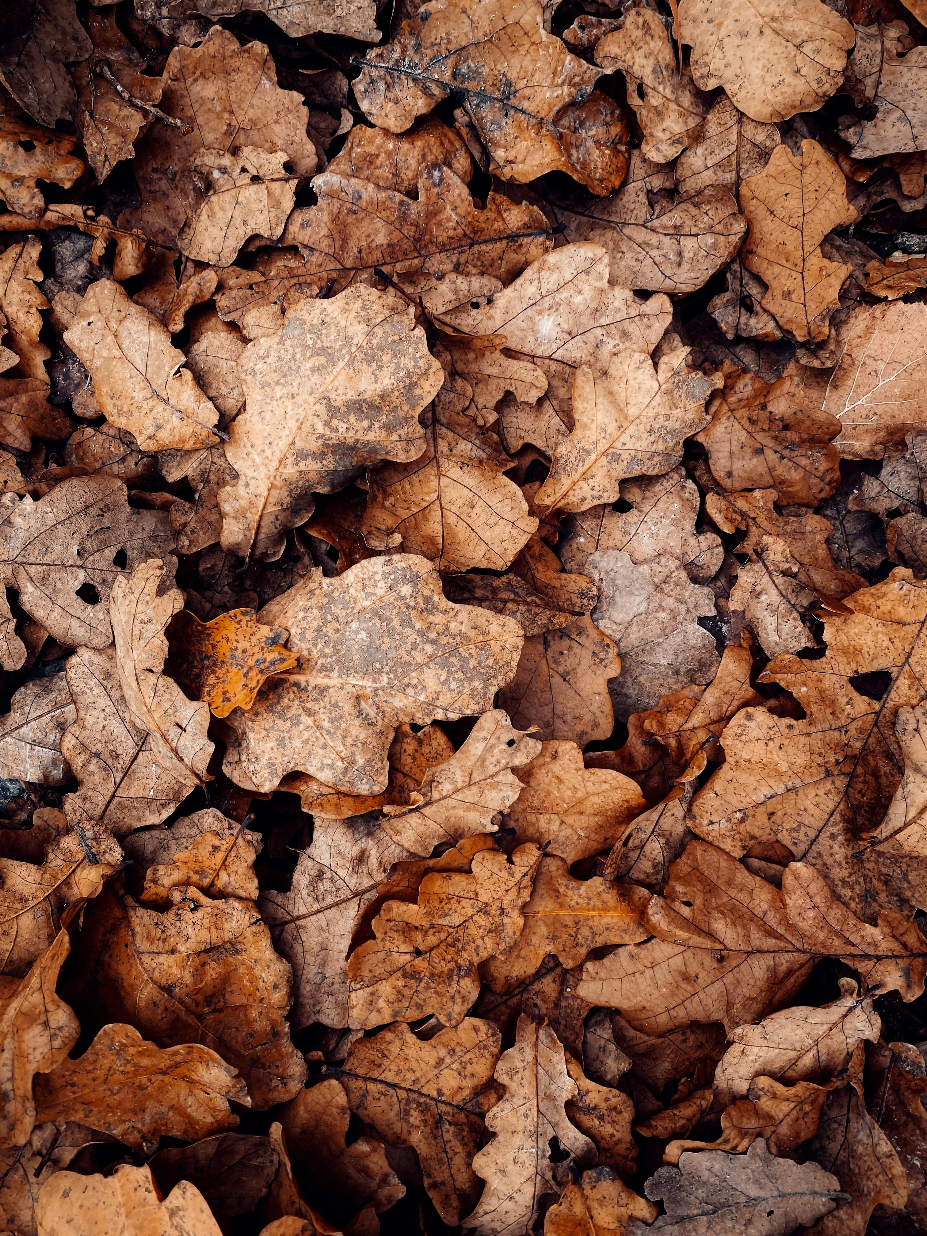 A pile of dry oak leaves creating a warm autumn ambiance.