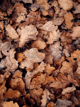 A pile of dry oak leaves creating a warm autumn ambiance.