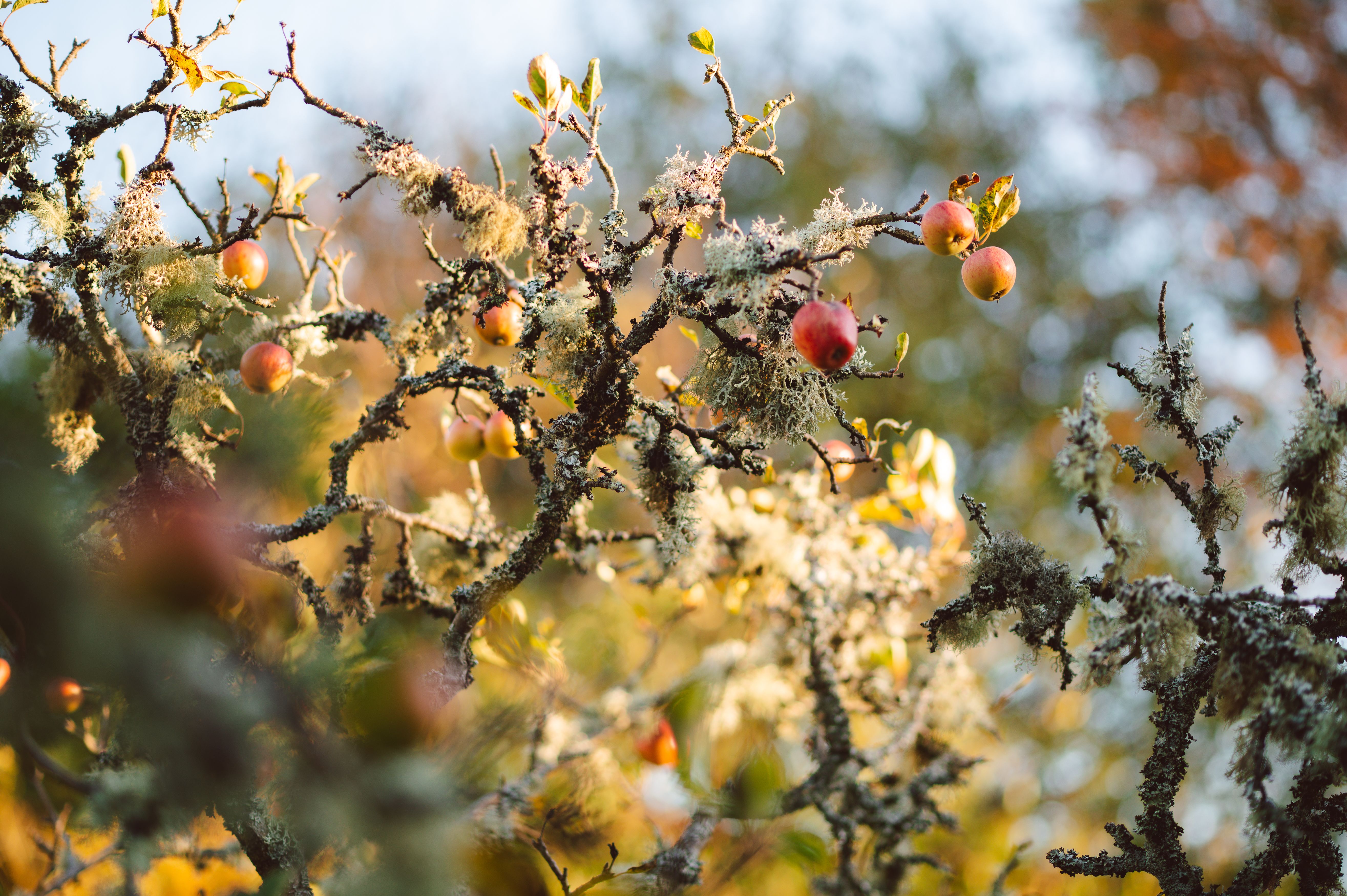 Global Feature: Apple Learning Coach Program — Photo by Jilly Noble on Pexels